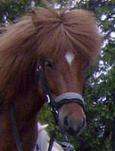 Häst bild på Eldfaxi